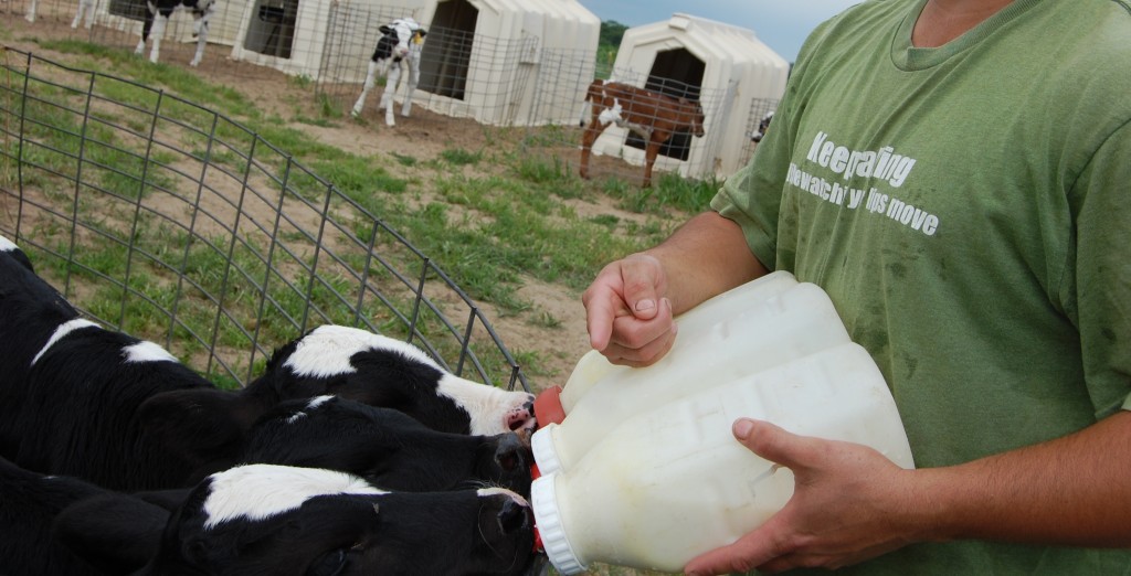 dsc_53401 José is one of an estimated 5,000 immigrant dairy workers in Wisconsin. WCIJ/ROBERT GUTSCHE JR.