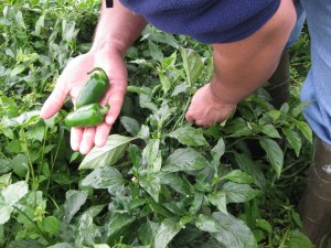 img_0299-1 Each autumn, José harvests the green peppers, jalapenos, tomatoes, corn, onions, potatoes and cilantro he grows in his garden outside their house. “Just think how much we save by not buying vegetables for three months,” he says. WCIJ/JACOB KUSHNER