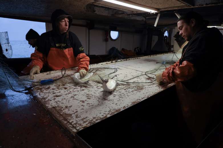 Two fishermen handle a fishing net with two fish on the table.