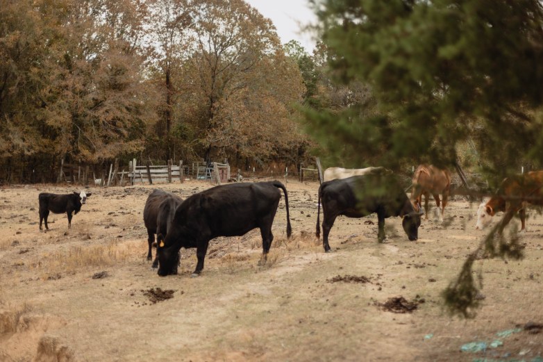 Cattle graze at a farm.