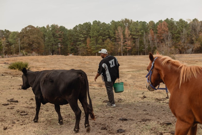A man walks among cattle and a horse on a farm.