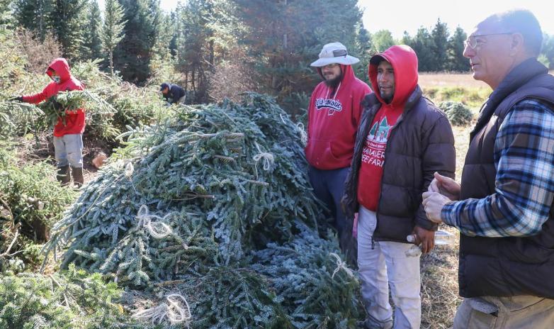Three people stand near a large pile of bundled evergreen branches while two others work among trees in the background.