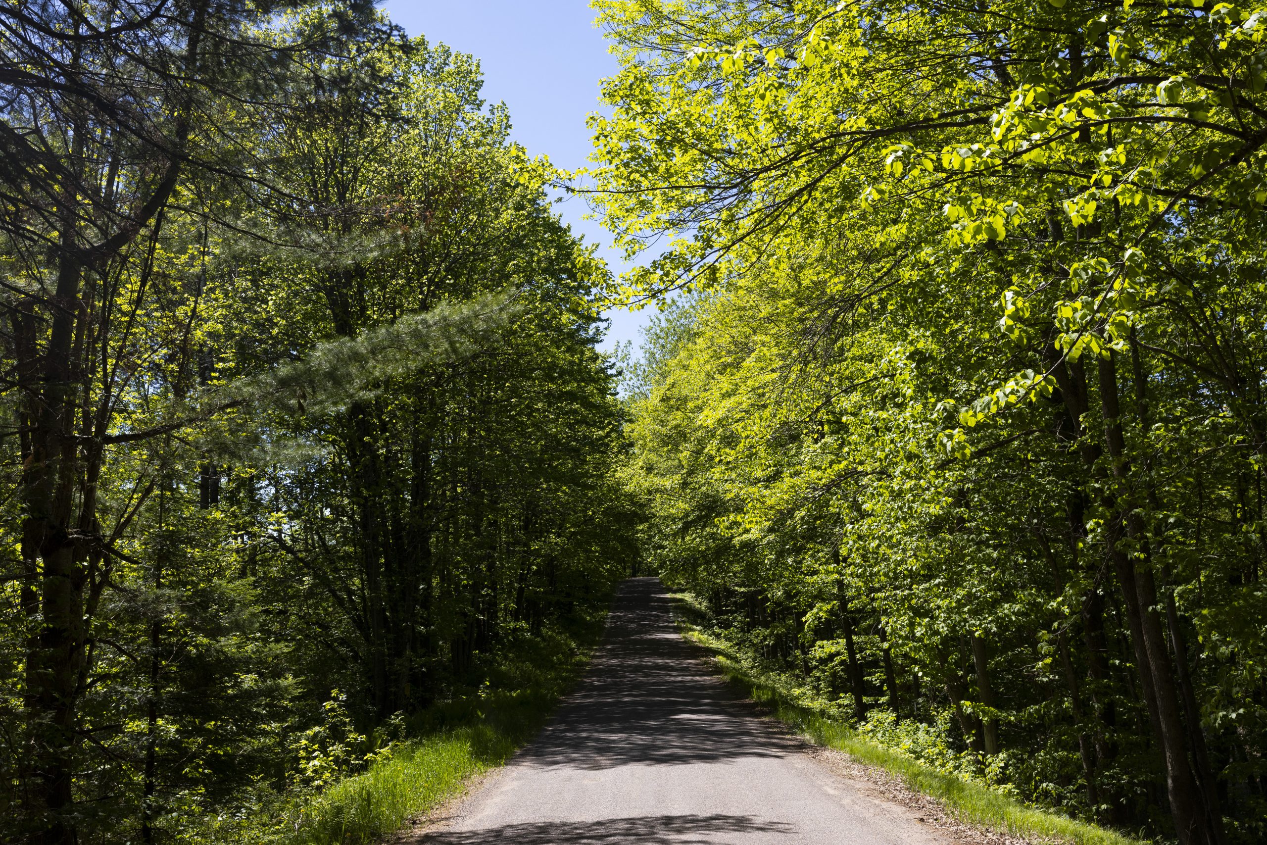 A narrow paved road runs through a wooded area, with dense green trees arching over both sides under a clear blue sky.