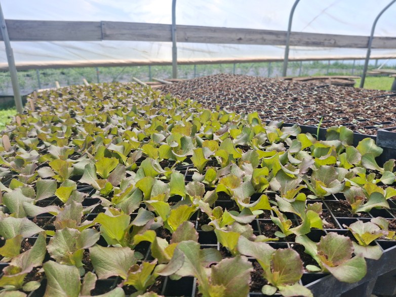 Seedlings grow in trays inside a greenhouse, with rows of young plants extending across tables beneath a translucent plastic cover.