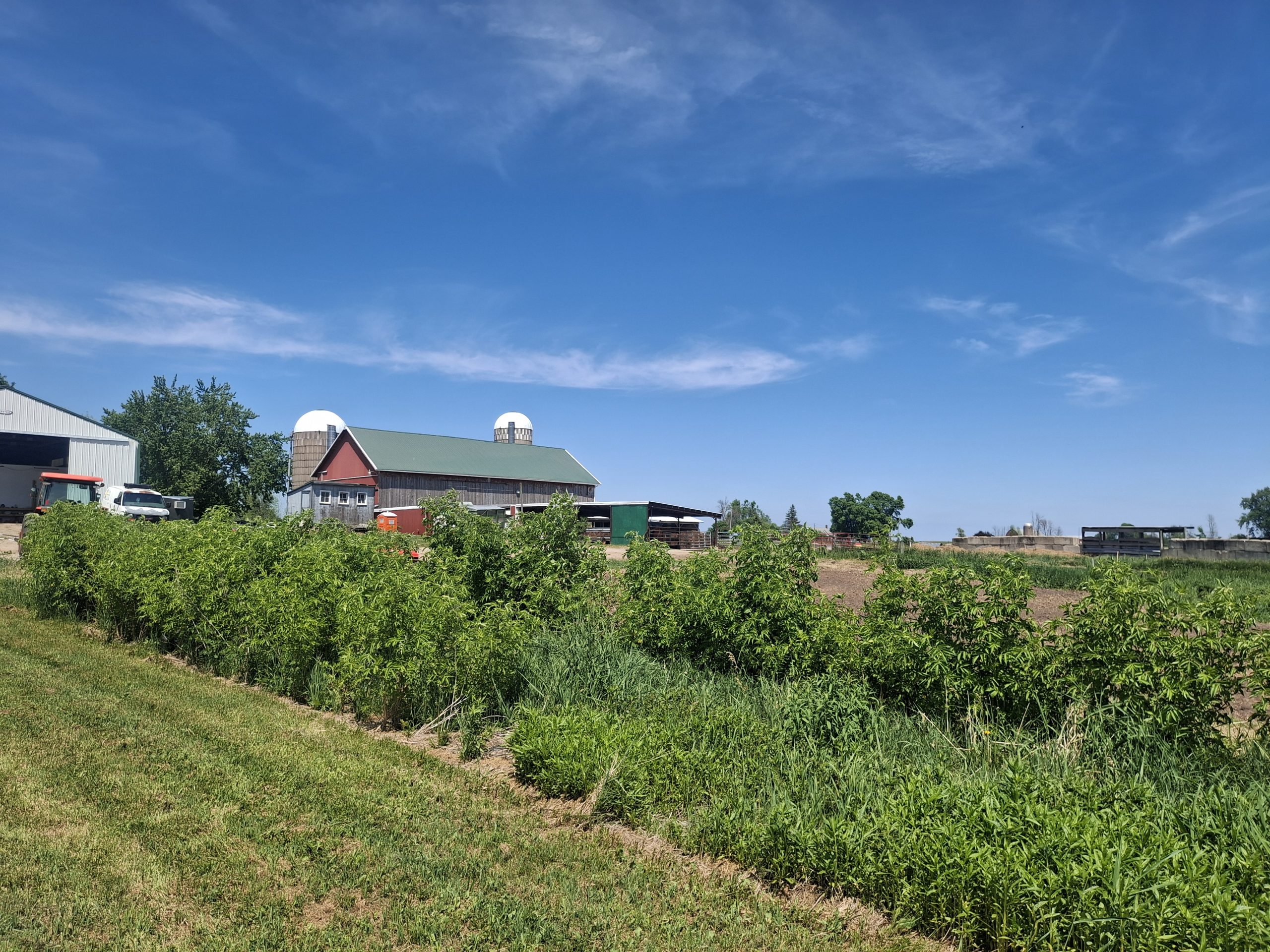 Rows of green plants and grass with a red barn, farm buildings and two white-topped silos in the background under a blue sky.