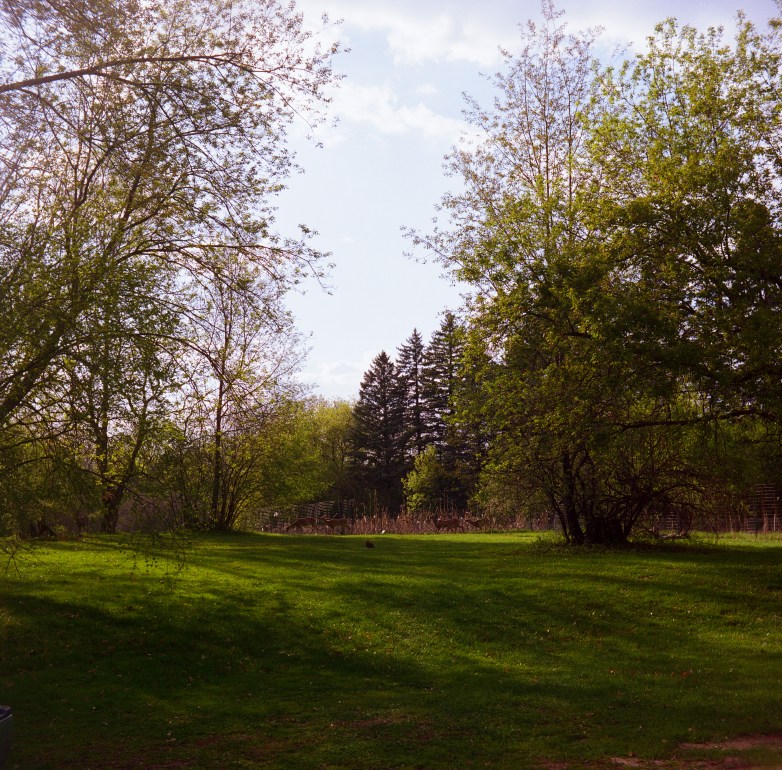 A grassy clearing bordered by leafy trees stretches toward a wooded area, where several deer stand near the edge of the trees under a partly cloudy sky.