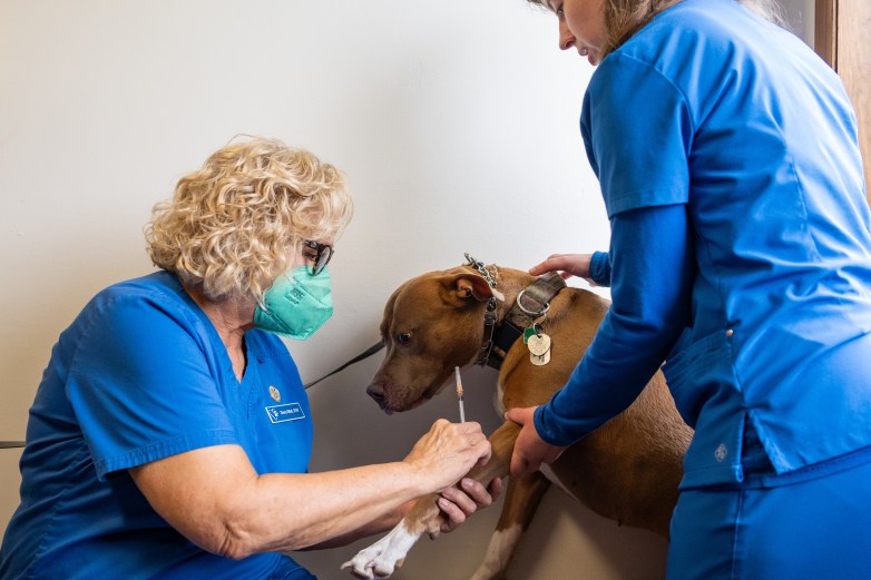 Two people in blue scrubs hold a dog as one person, wearing a mask, holds a syringe near the dog's front leg.
