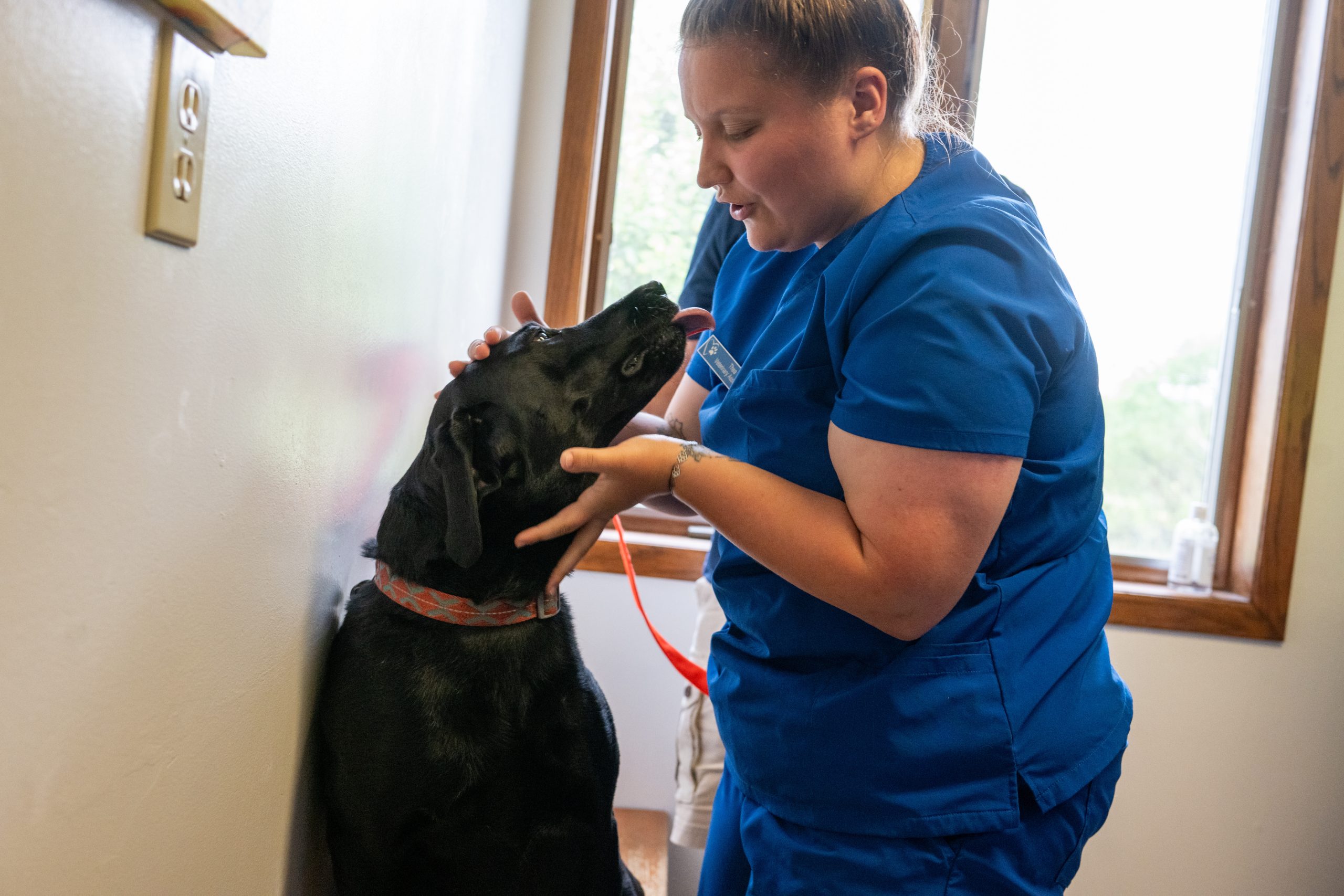 A person in blue scrubs holds a black dog's head with both hands as the dog, with its tongue out, sits beside a wall and near a window.